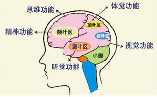 早尚好學(xué)能研究中心專門為客戶提供專業(yè)的臨沂全腦開發(fā) 右腦開發(fā)哪家便宜